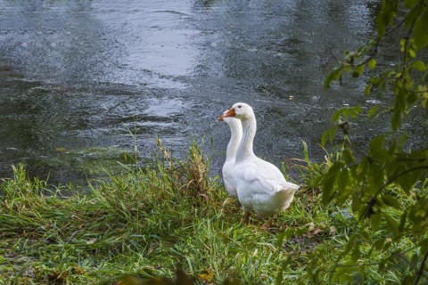Pair of geese at the edge of a body of water, on the banks of the Danube near Berg, Ehingen,