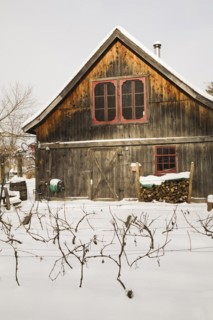 Vitis labrusca, Grapevine plantation and old wooden rustic barn with red trimmed windows in