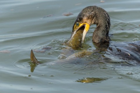 A large eel tries to escape from a large great cormorant (Phalacrocorax carbo)