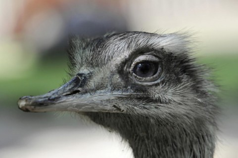 Emu (Dromaius novaehollandiae), in the zoo, Bavaria, portrait of an emu, captive, close-up of an
