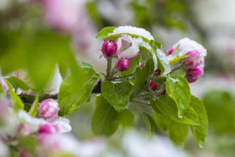 Apple blossom with snow, apple tree (Malus), pome fruit tree (Pyrinae), meadow orchard, spring,