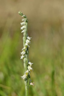 Autumn helleborine (Spiranthes spiralis), autumn helleborine, small orchids, very rare, flowering