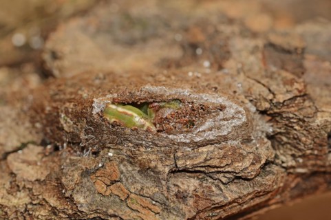 Sallow kitten moth (Furcula furcula), caterpillar building cocoon, North Rhine-Westphalia, Germany,