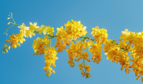 Laburnum flowers with their vibrant color contrasting against a blue sky AI generated