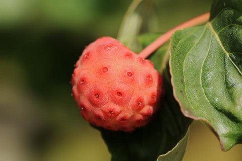 Japanese flowering dogwood (Cornus kousa), fruit, native to Asia, ornamental plant, North