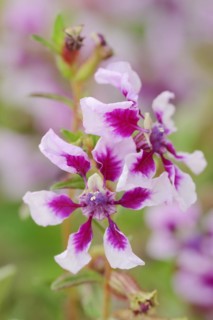 Quiverflower 'Vienco Lavender' (Cuphea llavea), flowers, ornamental plant, North Rhine-Westphalia,