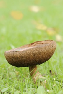 Common birch mushroom or birch bolete (Leccinum scabrum, Boletus scaber), North Rhine-Westphalia,