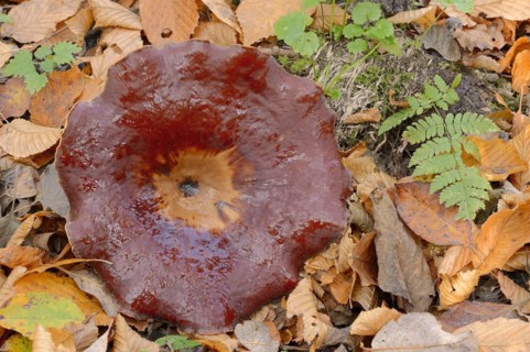 Chestnut-brown stem porling or black-red porling (Picipes badius, Polyporus badius), autumn, North