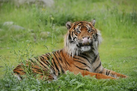 Sumatran tiger (Panthera tigris sumatrae), male, captive, occurring on Sumatra, Indonesia, Asia