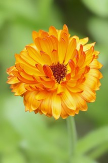 Marigold or garden marigold (Calendula officinalis), flower, North Rhine-Westphalia Germany