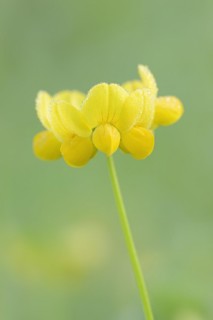 Bird's-foot trefoil (Lotus corniculatus), flowers with dewdrops, North Rhine-Westphalia, Germany,