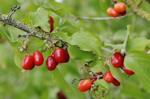 Cornelian cherry (Cornus mas), branch with fruit, North Rhine-Westphalia, Germany, Europe