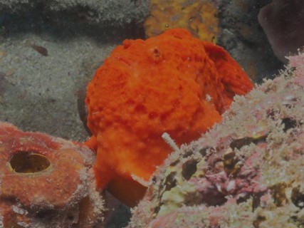 Longlure frogfish (Antennarius multiocellatus), dive site Pauls Reef, Riviera Beach, Florida, USA,