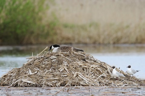 Canada goose (Branta canadensis) breeding on the nest and black-headed gulls (Chroicocephalus