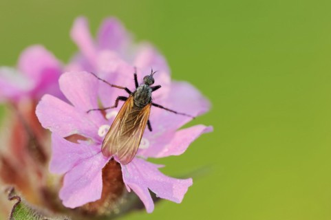 Empis tessellatav (Empis tessellata) on a flower of the red campion (Silene dioica), flowers, North