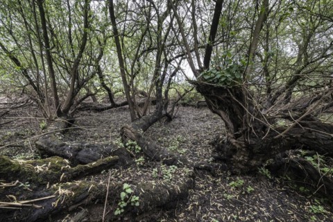 Old willows (Salix alba) in the quarry forest, Emsland, Lower Saxony, Germany, Europe