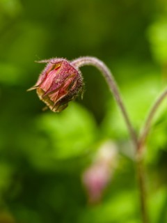 Water avens (Geum rivale), Piding, Berchtesgadener Land, Bavaria, Germany, Europe