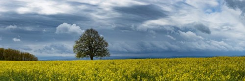 Lime tree (Tilia) on the Hoedinger Berg, Hoedingen, Lake Constance district, Upper Swabia,