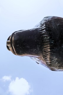 Bear statue, bronze sculpture on Boersenplatz, Frankfurt, Hesse, Germany, Europe