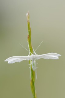 White bindweed moth or sloe ghost (Pterophorus pentadactyla, Pterophorus pentadactylus), North