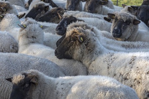 Black-headed domestic sheep (Ovis gmelini aries) in a pen, Mecklenburg-Western Pomerania, Germany,