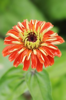 Zinnia (Zinnia elegans, Zinnia violacea), flower, ornamental plant, North Rhine-Westphalia,