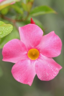 Mandevilla (Dipladenia sanderi, Mandevilla sanderi), flower, ornamental plant, North