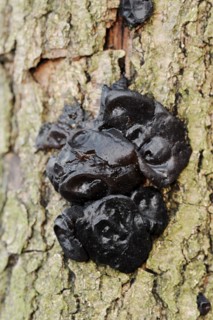 Warty glandular or warty black glandular (Exidia nigricans, Exidia plana), North Rhine-Westphalia,