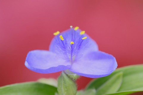 Garden three-master flower (Tradescantia andersoniana), flower, ornamental plant, North