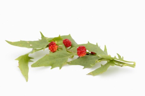 Strawberry spinach (Chenopodium foliosum, Blitum virgatum), leaves and fruits on a white