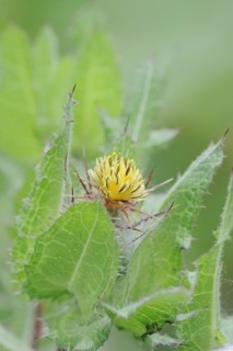 Benedict's weed (Centaurea benedicta, Cnicus benedictus), flower, medicinal plant, North