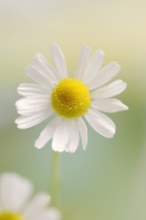 Chamomile (Matricaria recutita, Matricaria chamomilla), flower, medicinal plant, North