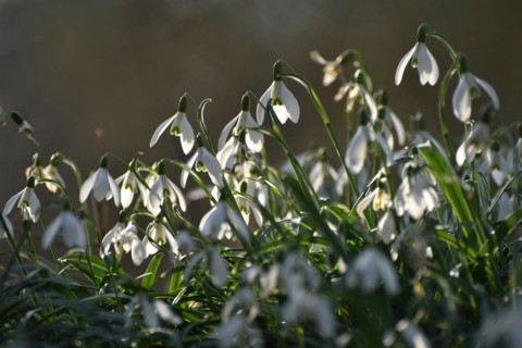 Snowdrops in late winter in the Hunsrueck near Niederwoerresbach, Rhineland-Palatinate, Germany,