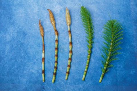 Fresh branches of the medicinal plant horsetail, Equisetum arvense, used for health care, freshly