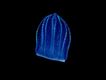 Mediterranean melon jellyfish (Beroe ovata), comb jellyfish, at night, dive site Riviera Beach,