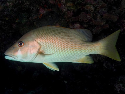 Dog snapper (Lutjanus jocu), dive site John Pennekamp Coral Reef State Park, Key Largo, Florida