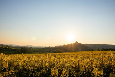 Landscape at sunrise. Beautiful morning landscape with fresh yellow rape fields in spring. Small