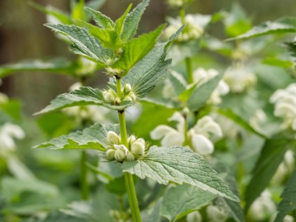 White nettle (Lamium album) in bloom, Leoben, Styria, Austria, Europe