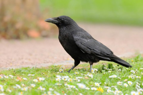 Raven crow (Corvus corone corone), in daisy meadow, lawn, Rosensteinpark Stuttgart,