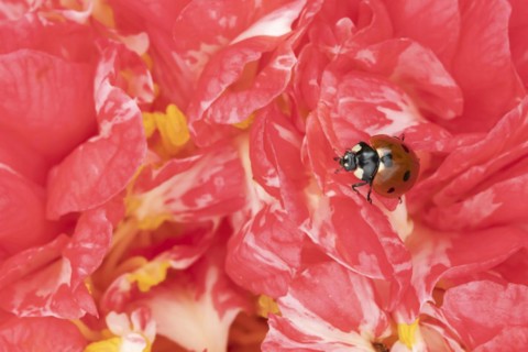 Seven-spot ladybird (Coccinella septempunctata) adult on a garden Camellia flower in spring,