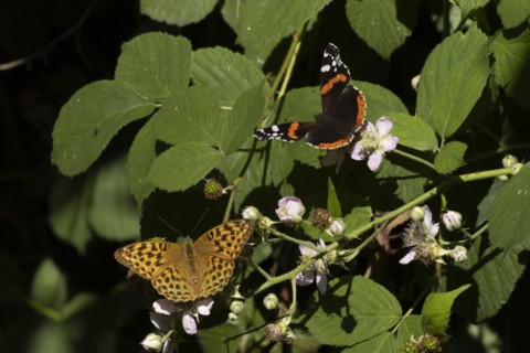 Silver-washed fritillary butterfly (Argynnis paphia) and Red admiral butterfly (Vanessa atalanta)