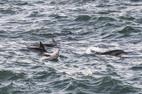 Dolphins, Bottlenose dolphins, Bay, Port Elizabeth, South Africa, Africa