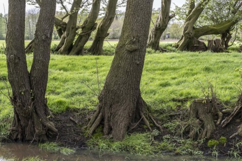 Alder quarry forest (Alnus glutinosa), old european hornbeams (Carpinus betulus) in the background,