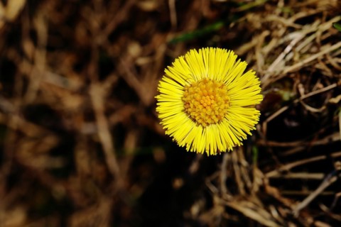 Coltsfoot (Tussilago farfara), close-up of a flower, Wilnsdorf, North Rhine-Westphalia, Germany,