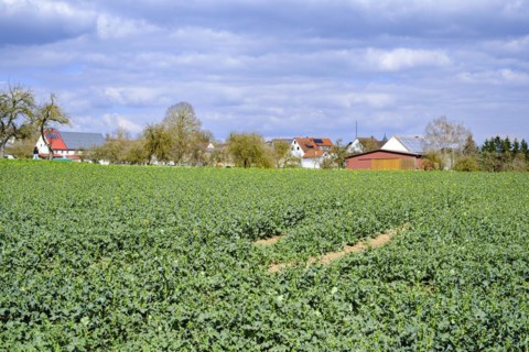 Rape field in spring in a rural setting near Talheim, Lauterach, Munderkingen, Swabian Alb,
