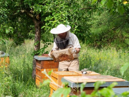 Beekeeper in protective clothing inspecting a frame with honey bees (Apis mellifera), North