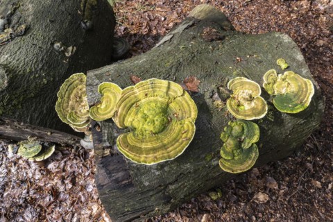 Hairy bracket (Trametes hirsuta), Emsland, Lower Saxony, Germany, Europe