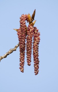 Bastard black poplar, Canadian poplar (Populus), male flowers, Thuringia, Germany, Europe
