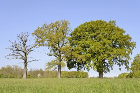 Three oak trees (Quercus), standing deadwood, two trees with blossoms and leaf buds on a pasture,