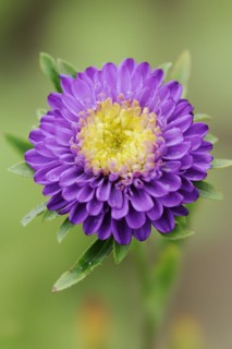 China aster (Callistephus chinensis), flower, ornamental plant, North Rhine-Westphalia, Germany,